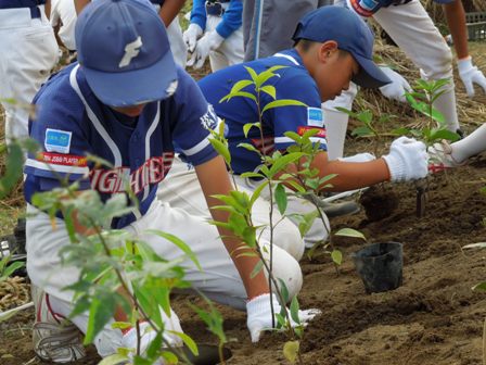 カシ、ナラなどの苗を植えました