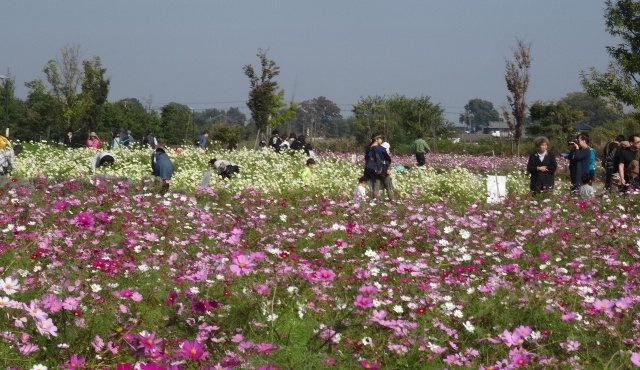 花摘みを楽しんでいます