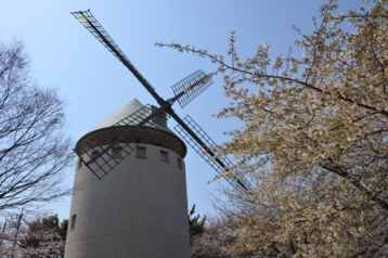 スペイン風風車と桜