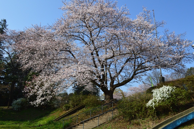 松伏町老人福祉センターの桜