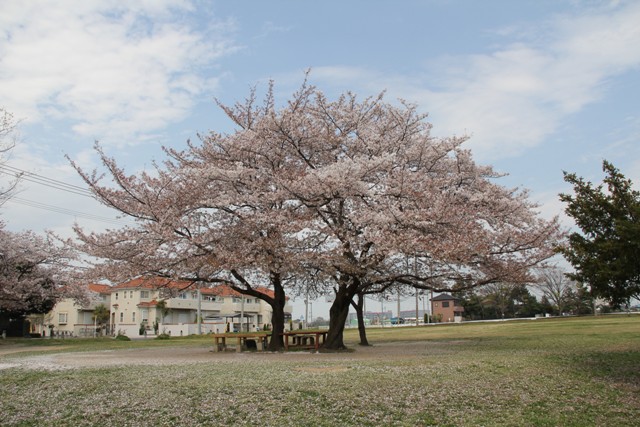 中央公民館グラウンドの桜