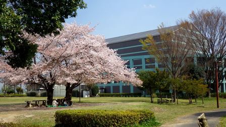 エローラの桜