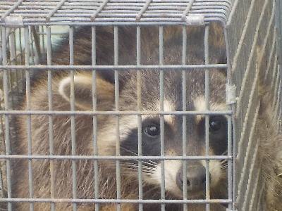 アライグマその2