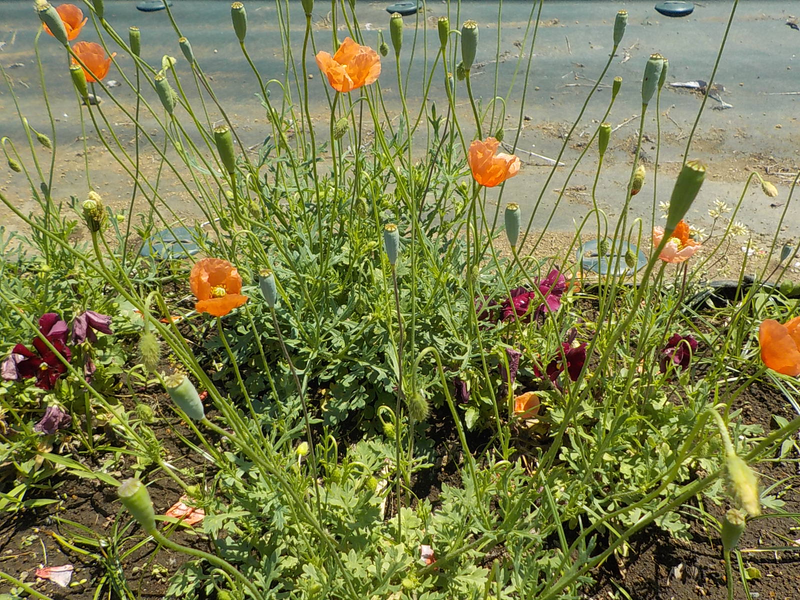 ナガミヒナゲシの花の写真