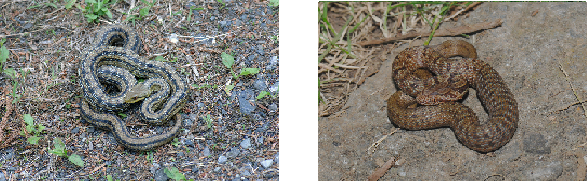 シマヘビの写真