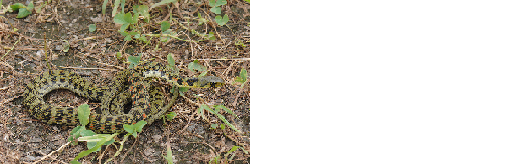 ヤマカガシの写真