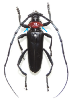 クビアカツヤカミキリ（オス）の写真