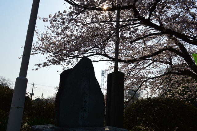 松伏町老人福祉センターの桜2