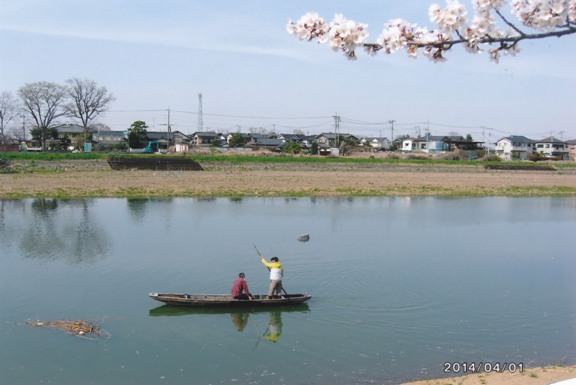 古利根川の桜並木の写真1