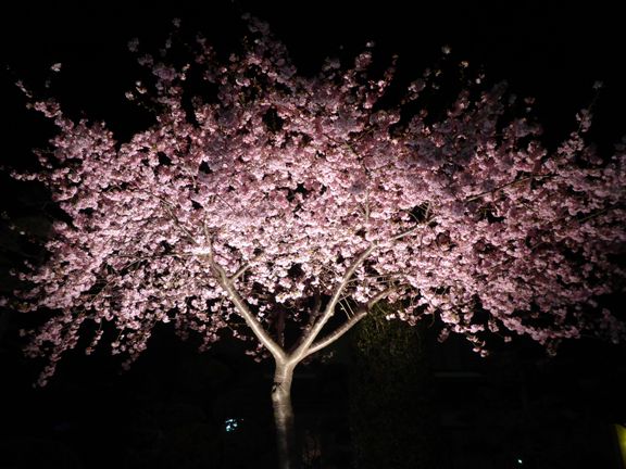 松伏町ゆめみ野の桜の写真
