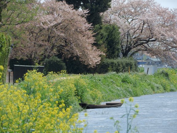 古利根川かがり火公園上流の桜の写真