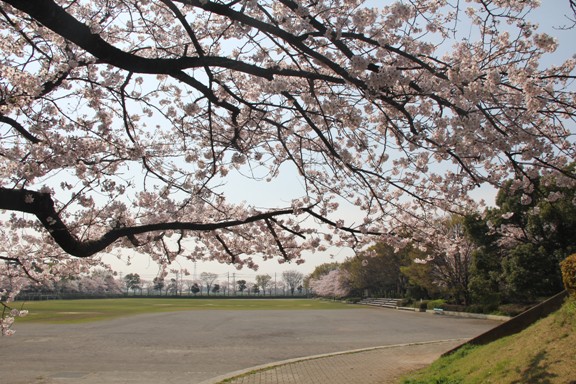松伏総合公園の桜の写真