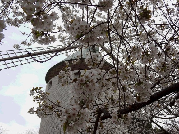 桜と風車の写真