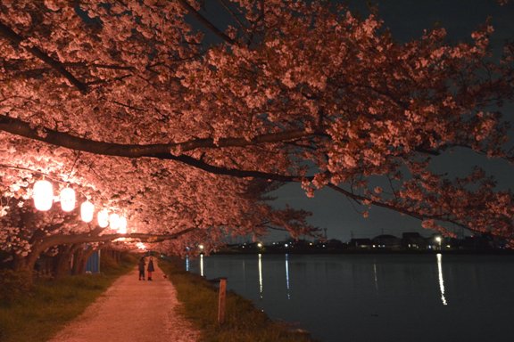 古利根川の桜並木の写真2