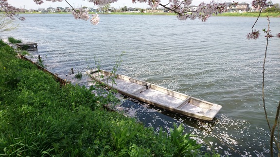 古利根川の桜並木の写真3