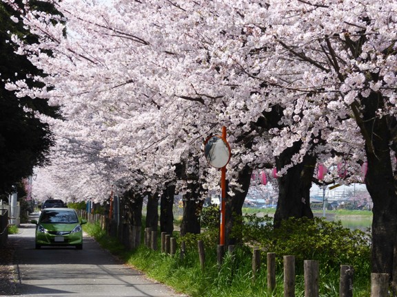 桜並木の写真