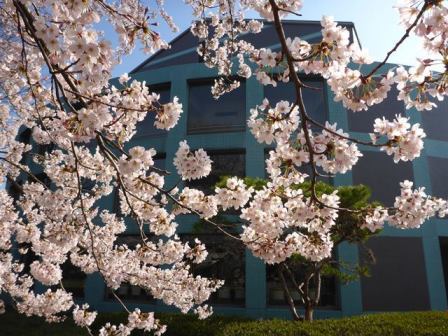 松伏町中央公民館の桜の写真