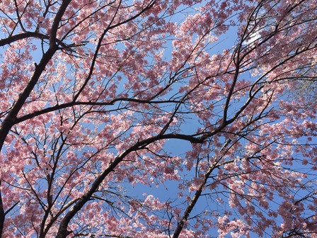 下赤岩の桜の写真