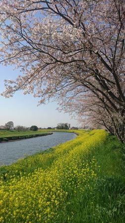 大落古利根川の桜の写真