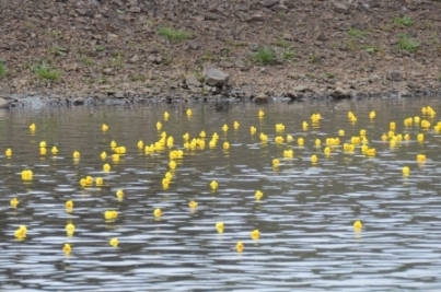 古利根川アヒルレースの写真