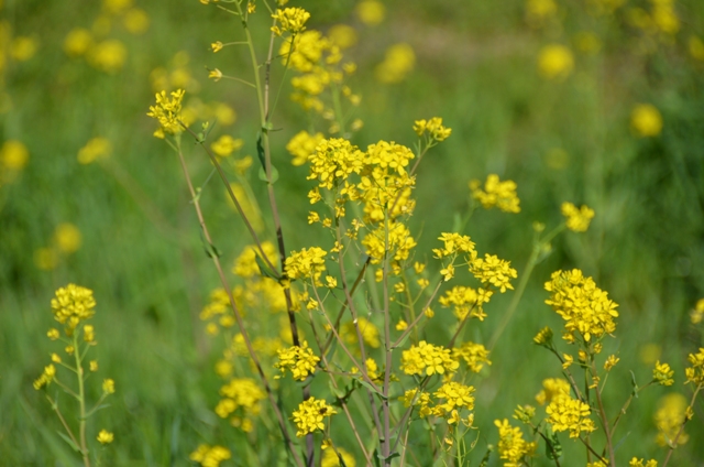 からし菜の写真