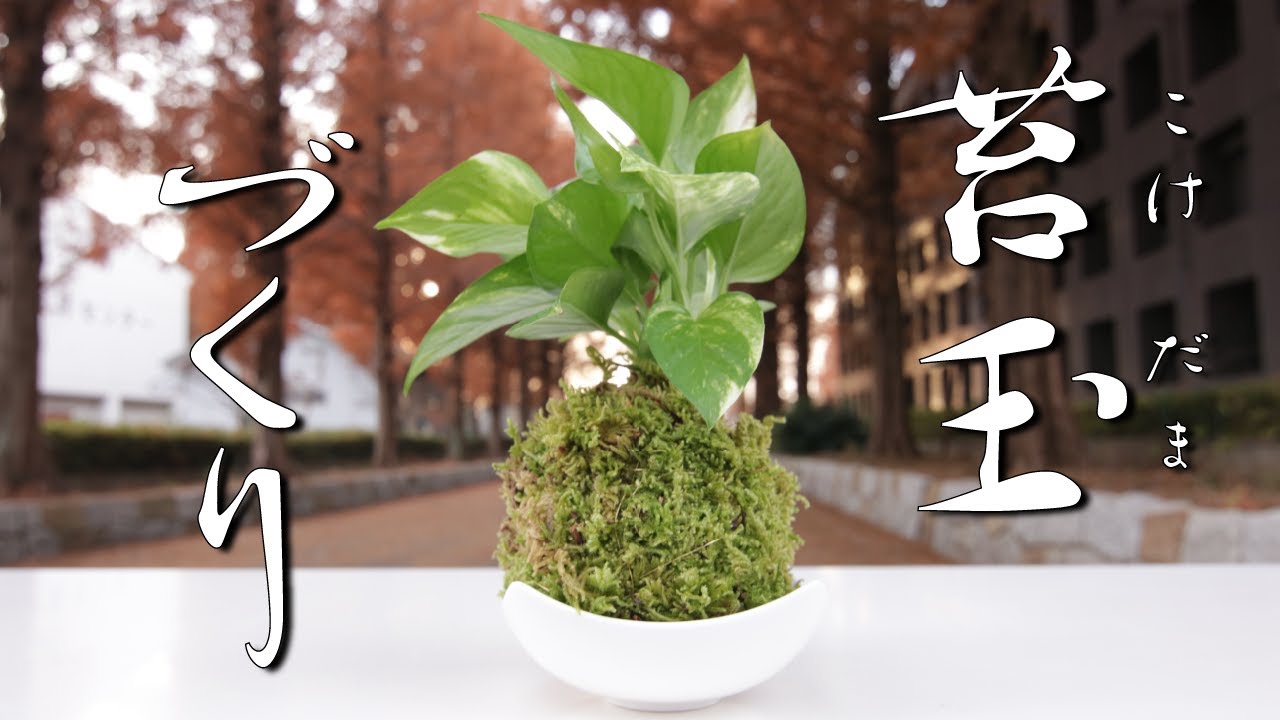 苔玉（コケダマ）づくり