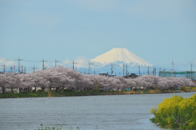 からし菜の花と桜の花ごしに見る富士山の風景