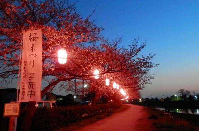 夜桜の様子
