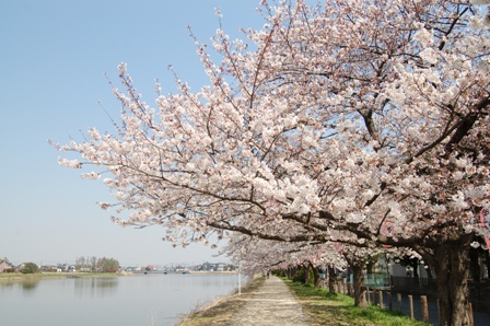 満開の桜の写真1