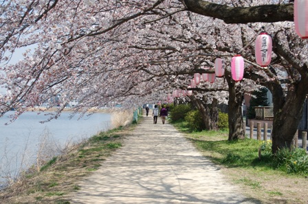 満開の桜の写真2
