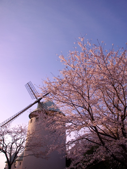 風車と桜の写真