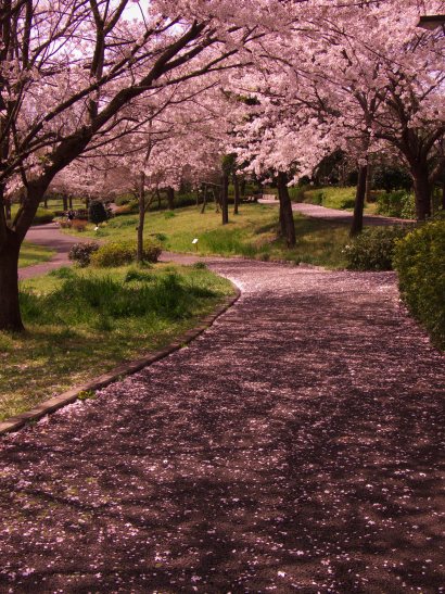 桜並木の写真
