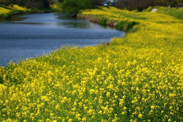 遊歩道のからし菜の写真2
