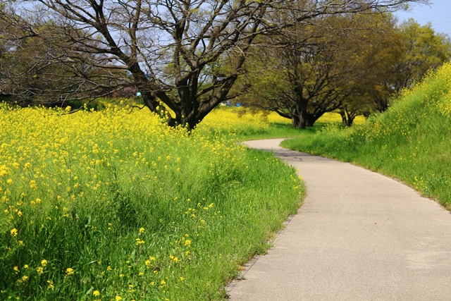 遊歩道のからし菜の写真3