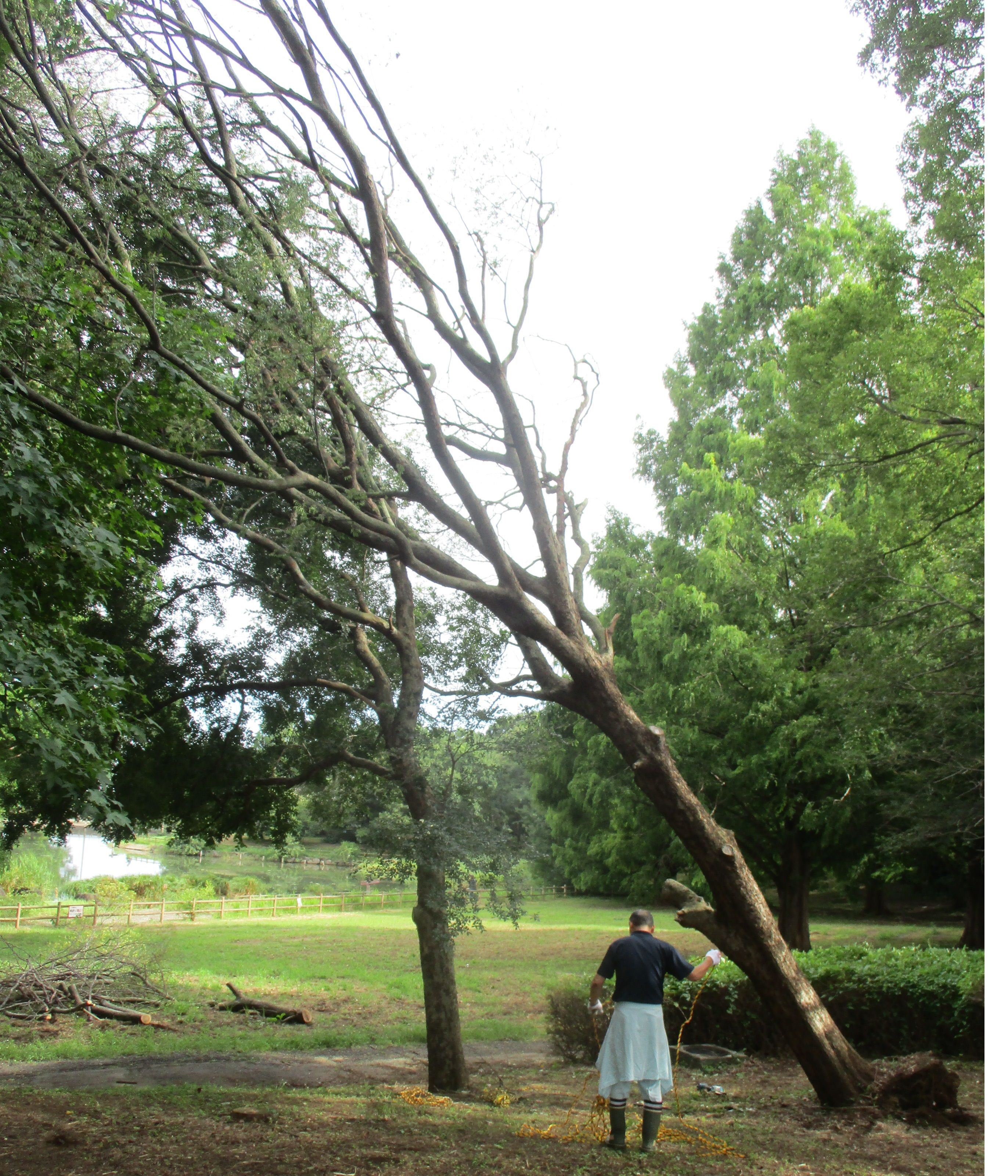 突風による倒木被害の写真
