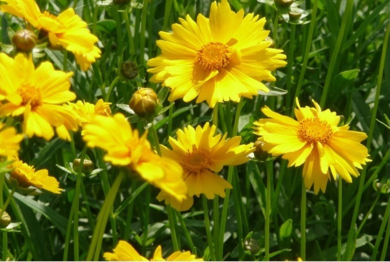 黄色い花が咲いている草地の風景。