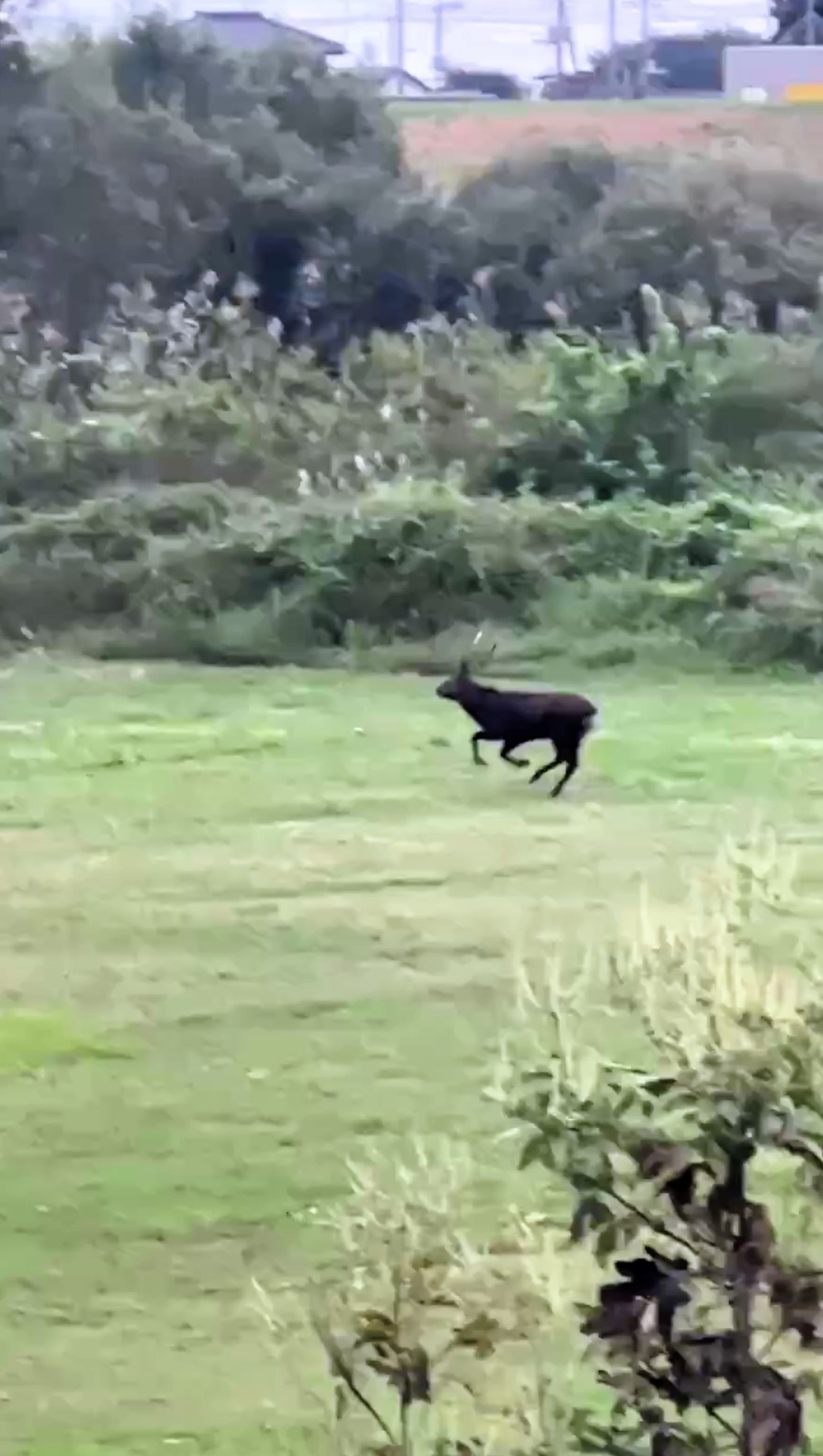 草原を走る鹿が映っている画像です