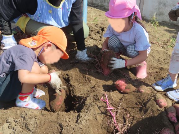 こどもたちが土の中から野菜を掘り出している様子。