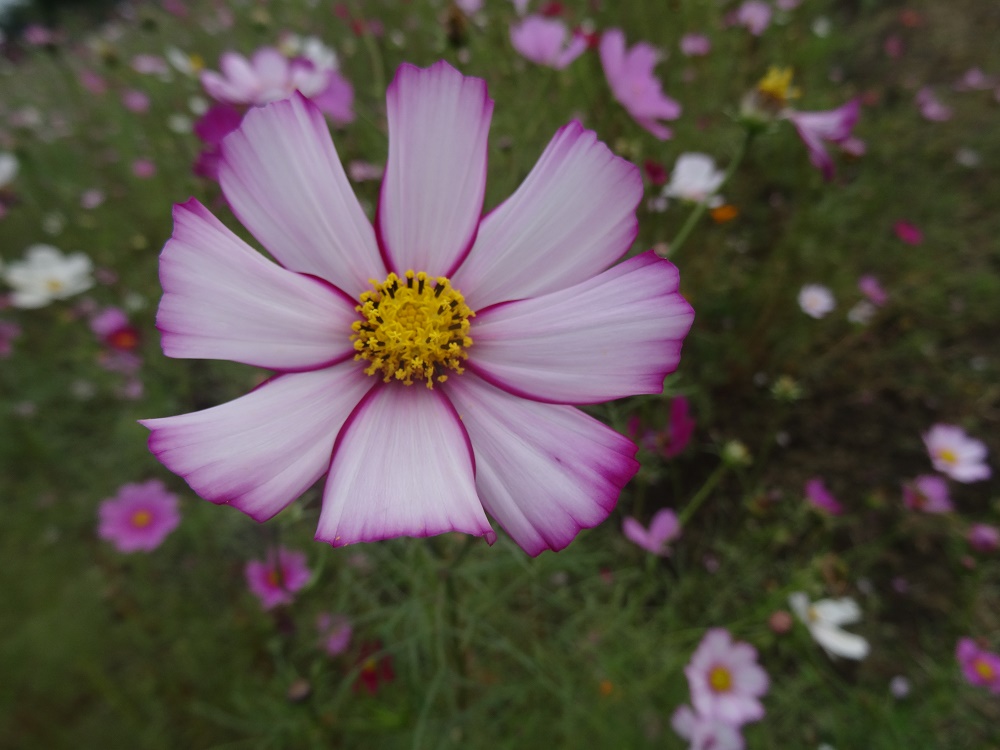10月の秋の花まつりに咲くコスモスの写真
