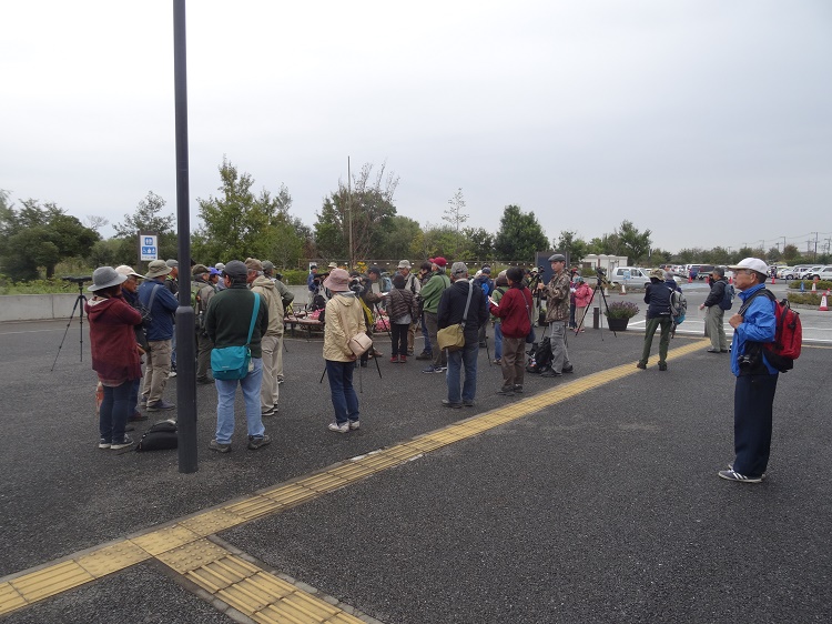 10月から11月の探鳥会の写真