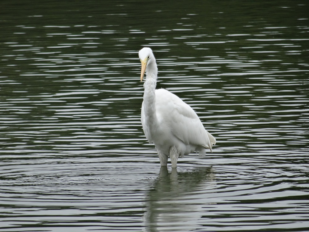 10月から11月の野鳥の写真
