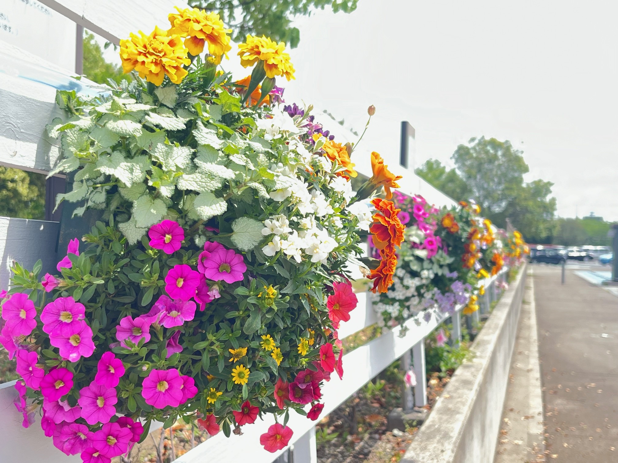 4月のハンギングバスケットの写真