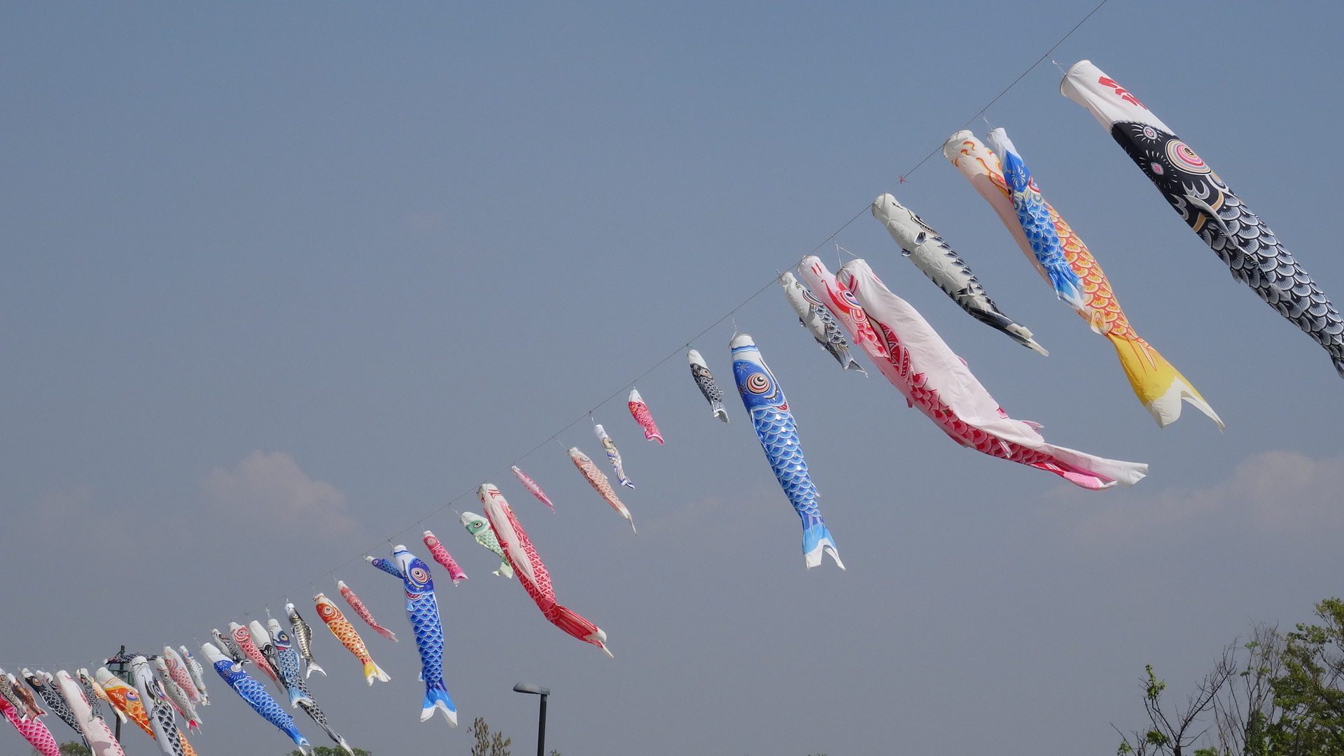 こいのぼりの写真