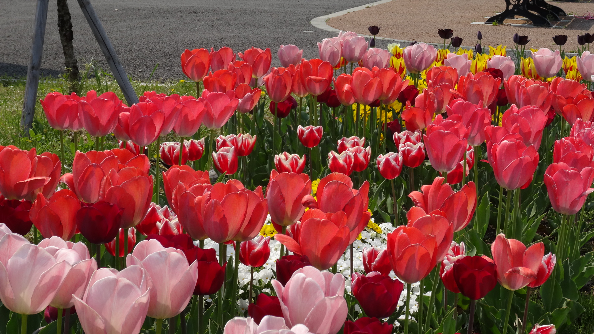 チューリップの写真