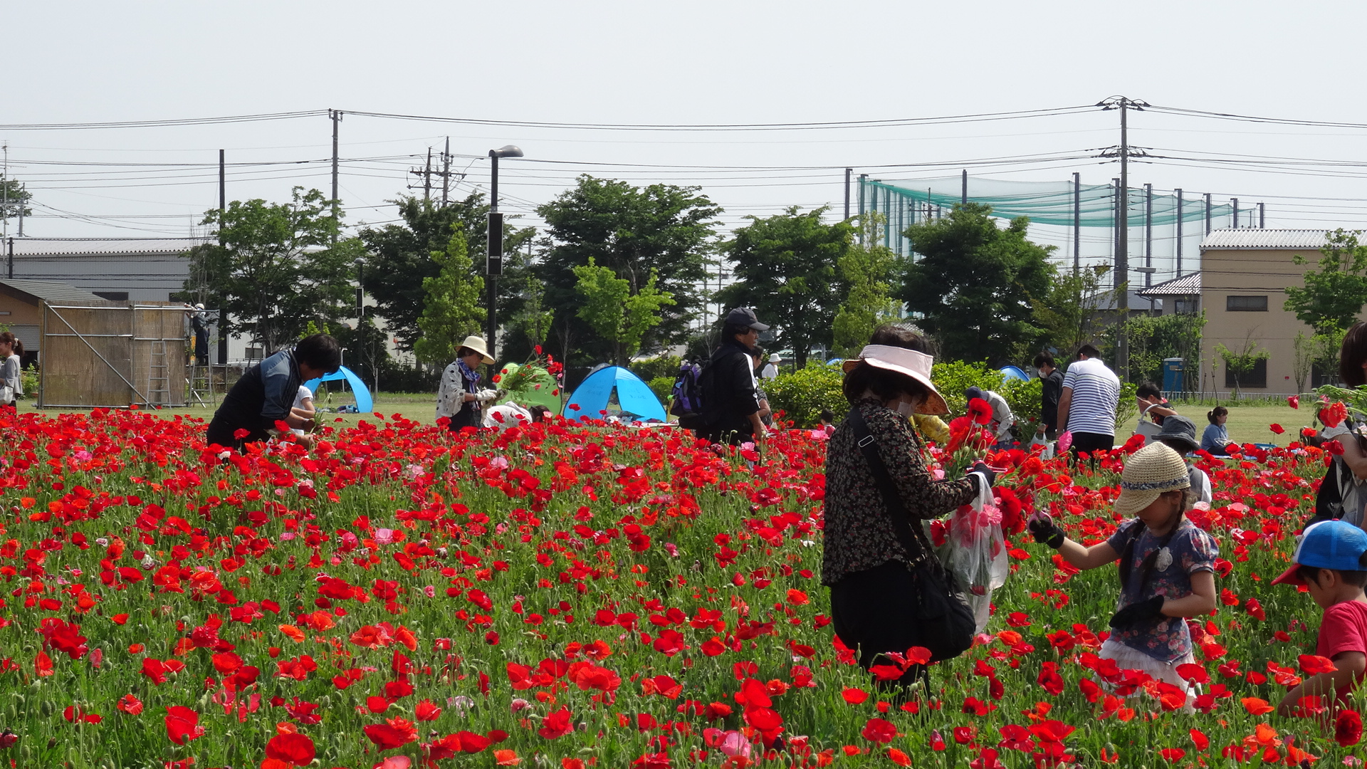 ポピーの花摘みの写真