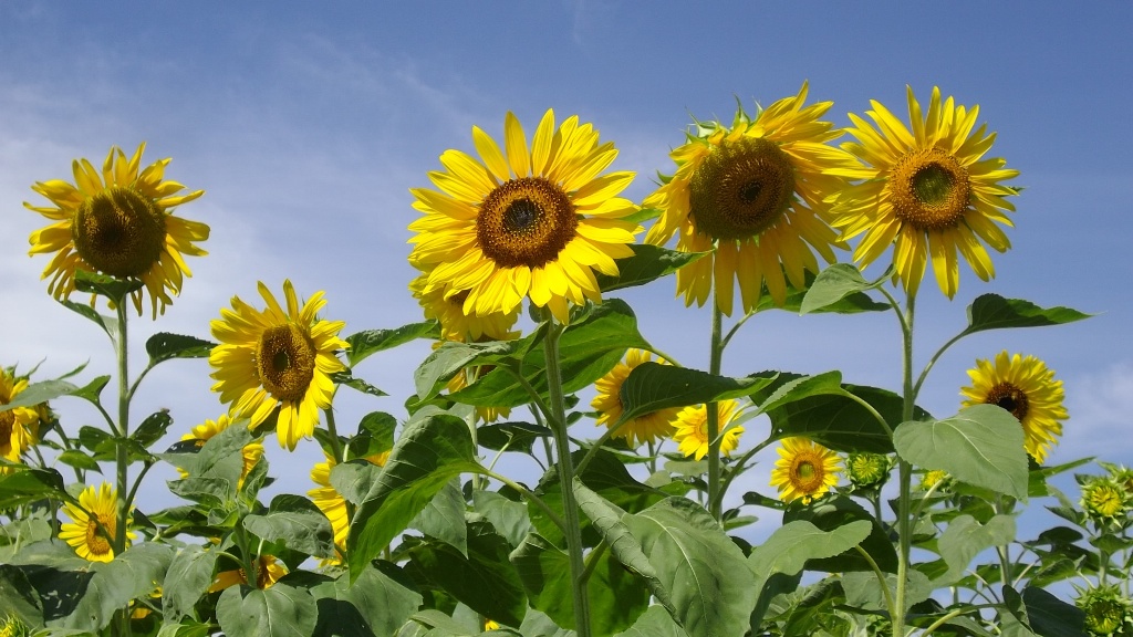 ひまわりの写真