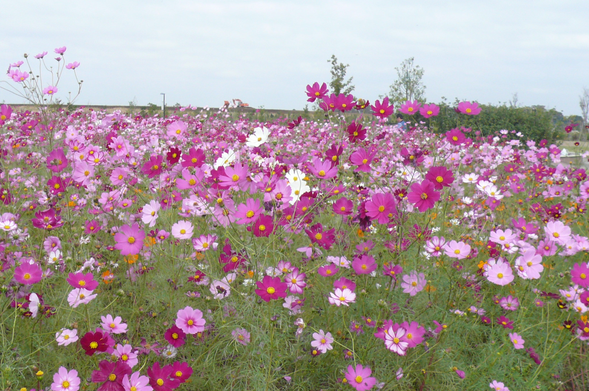 コスモスの写真