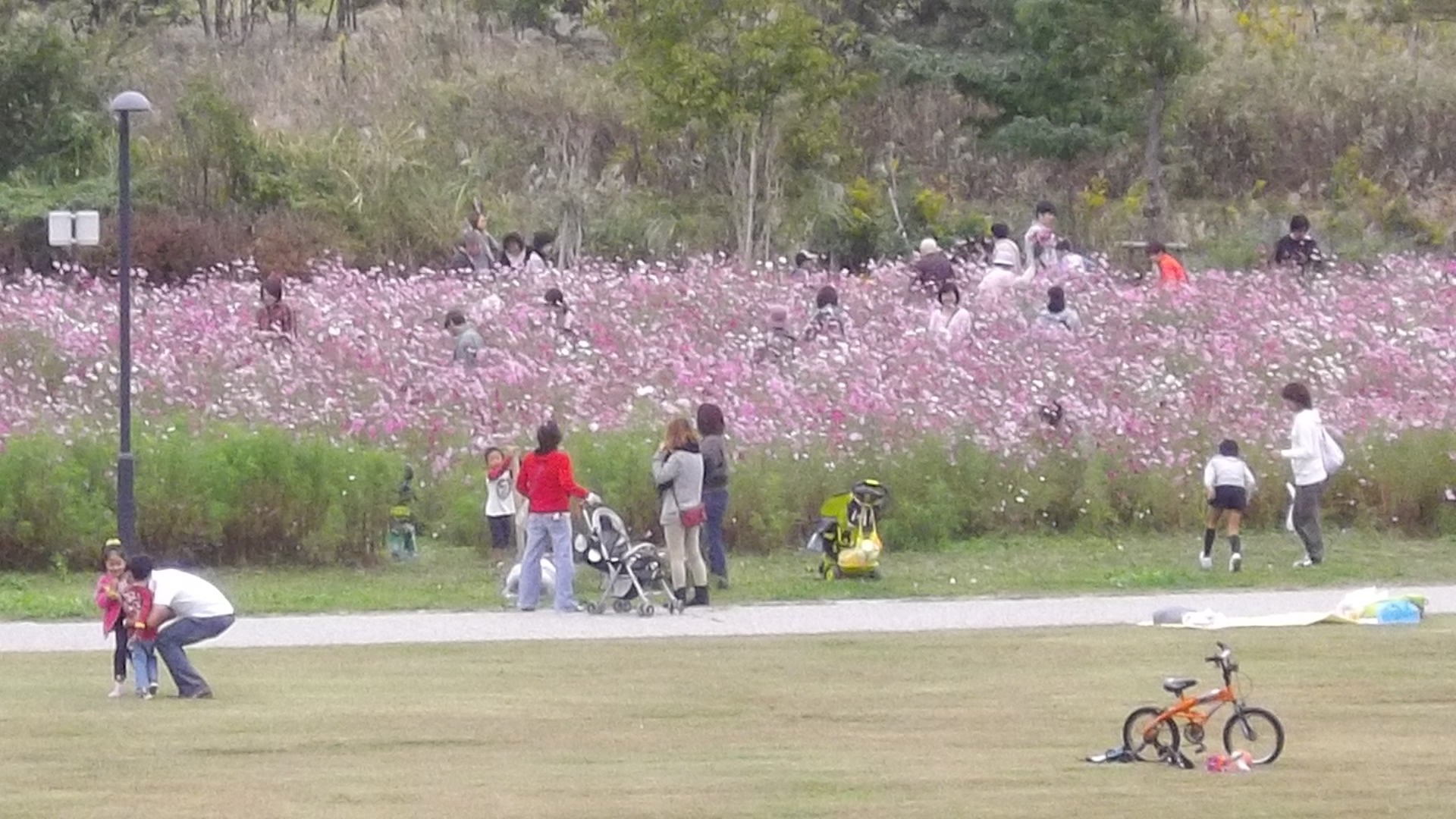 公園内で咲き誇るコスモスの写真