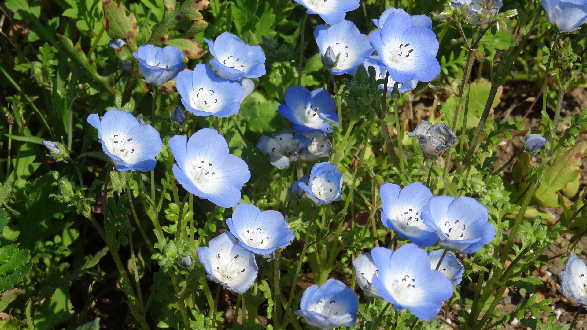 ネモフィラの写真