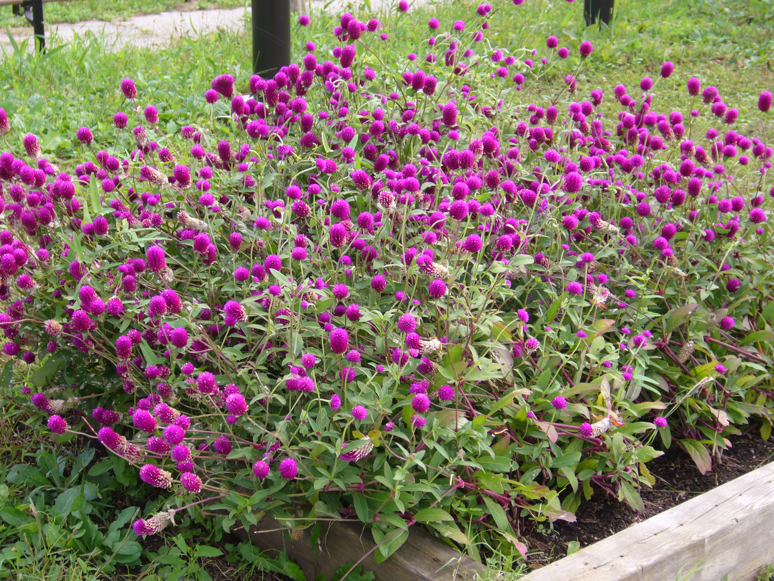 センニチコウの写真